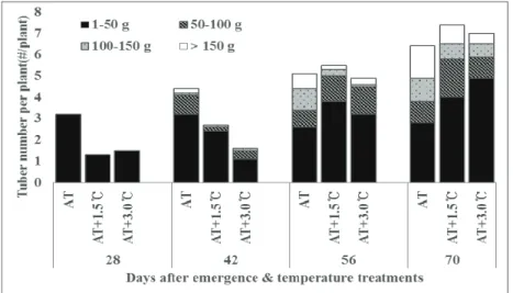 Fig. 3. Temporal changes of tuber number and tuber weight distribution under  different elevated temperature treatments.