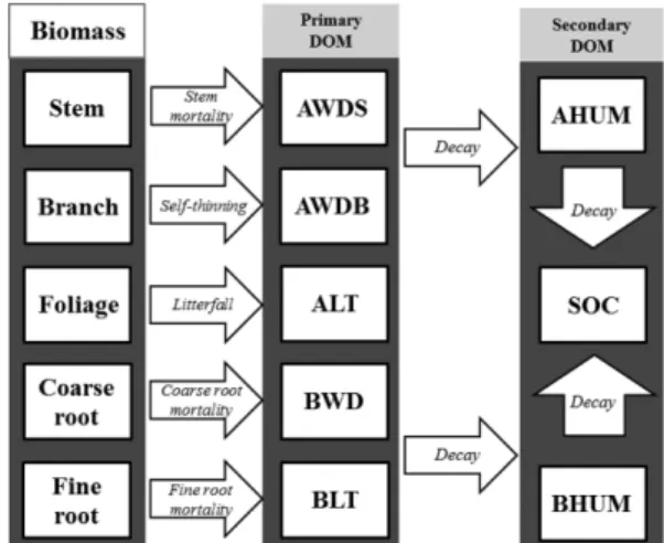 Fig. 1. The structure of the modified Korean Forest Soil Carbon (KFSC) model. The model consists of biomass (stem, branch, foliage, coarse root, and fine root) compartment, primary dead organic matter (DOM) compartment (AWDS: