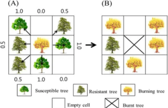 Fig. 1. This figure shows the fire spread from the burning tree in a central cell to the neighboring cells