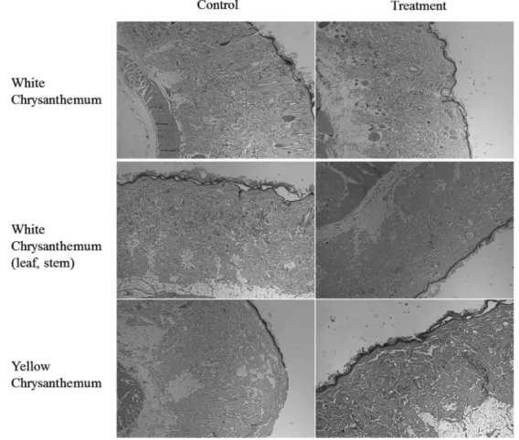 Fig. 2. Histological observation of rats treated orally with Chrysanthemum extract on skin tissue