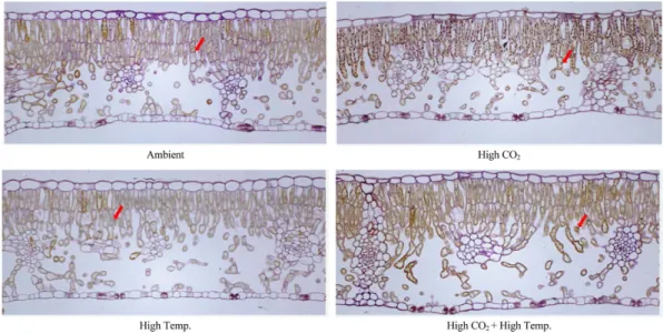 Fig. 12. Starch contents of mesophyll tissue of bourse shoot’s leaf in ‘Fuji’/M.9 apple tree under elevated CO 2  concentration and air temperature on 3 November 2010