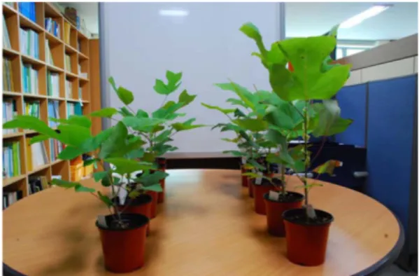Fig. 1. Seedlings of L. tulipifera under the ambient condition (control) (left) and the elevated CO 2  concentration and temperature condition (right).