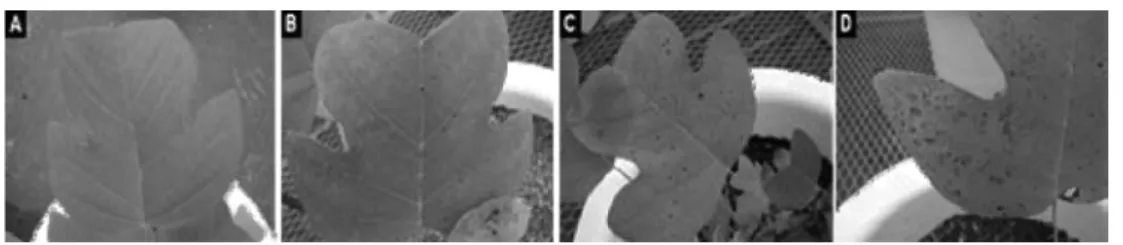 Fig. 4.  Effects of simulated acid rain on enhancement of necrotic spots by time course (A: control; B, C, and D: the progress of necrotic spots).