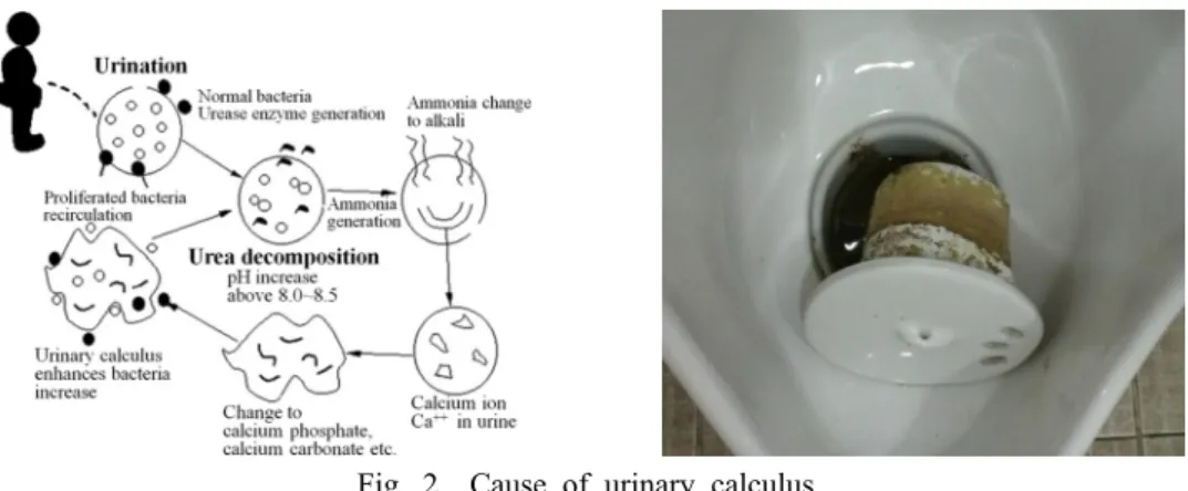 Fig. 2  Cause of urinary calculus.