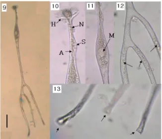 Fig. 9. Left lateral view  (scale bar: 100  ),  Fig.  10.  Head  (H),  neck  (N), 