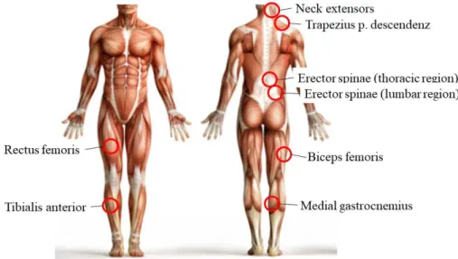 Figure 3. Electromyogram Measurement Points