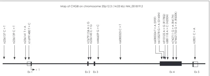 Fig. 1. Schematic physical map of CHGB. Polymorphisms of CHGB investigated in this study