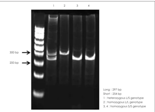 Fig. 1. Band pattern of serotonin- serotonin-transporter-linked polymorphic  re-gion (5-HTTLPR) genotyping