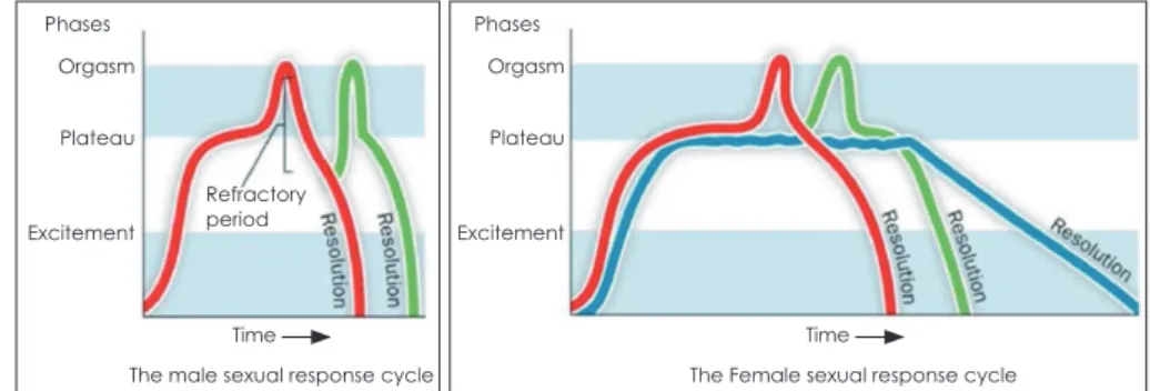 Fig. 1. Masters and Johnson’s four- four-phase model : sexual response  cy-cle. 6)