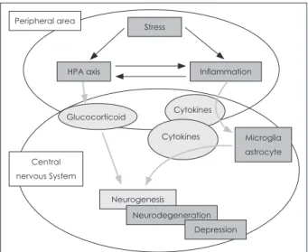 Fig. 1. The possible pathway from inflammation to change neuro- neuro-genesis in depression.