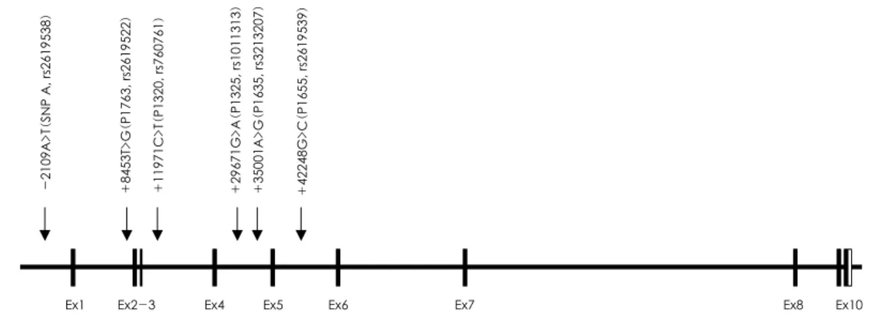 Fig. 1. Map of DTNBP1(dysbindin) gene on chromosome 6p22.3. Coding exons are marked by shaded blocks and 5’and 3’ UTR by white blocks