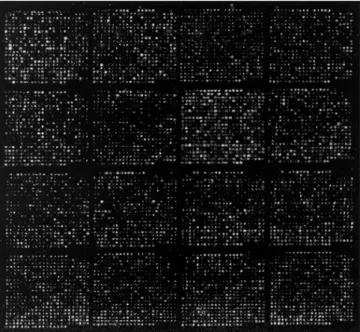Fig. 2. cDNA microarray chip. 