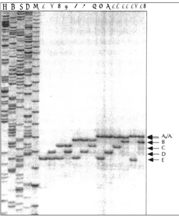 Fig. 2. Direct sequence gel comparison of the Ap and Ai allele. 