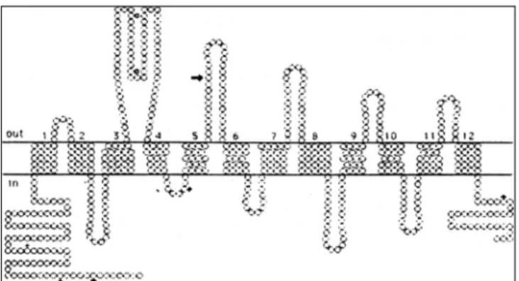 Fig. 1. Structural model of the human platelet serotonin transporter.