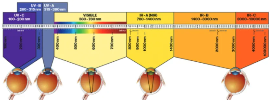 Fig. 6. 파장대별 빛의 안구에 대한 침투 깊이, 가시광선과 NIR 대역의 빛은 안구를 통과하는 동안 증폭되어 망막에서 포커싱(focusing) 됨 39) .