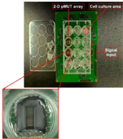 Fig. 13. pMUT과 12 well transwell 을 이용한 새로운 세포자극시스템.