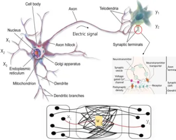 Fig.  2  Schematic  of  artificial  neural  network  and  its  framework  신경   접합부)를  통해  다음  뉴런에  전달하는  방식 에  따라  정보를  처리하게  된다