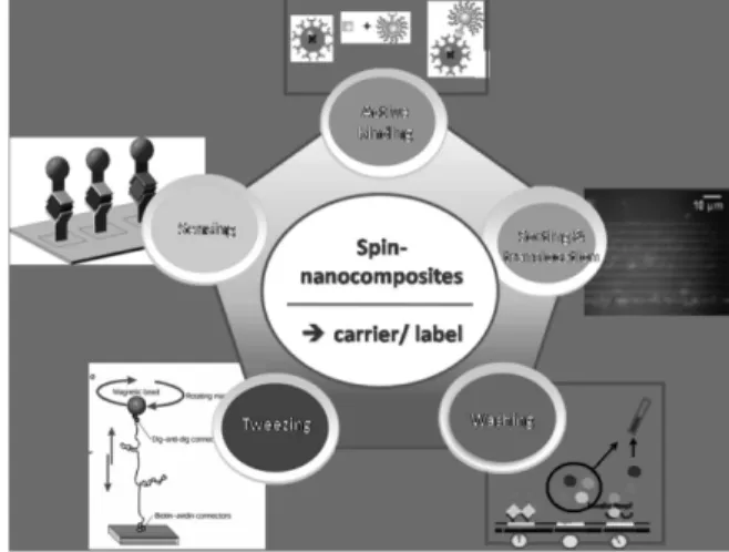 Fig. 4. 강자성 NiFe  박막으로 제작된 타원형 자기경로 요소 SEM  사진 및 VSM  자기특성 곡선.