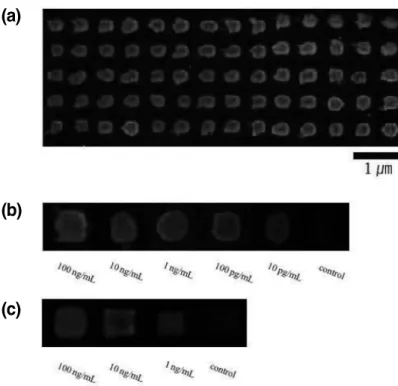 Fig. 9. (a) Fluorescent images by GFP antigen-GFP antibody conjugation, (b) Fluorescent intensity as a function of concen- concen-tration, (c) Fluorescent images by GFP antigen-GFP antibody conjugation on bare glass.