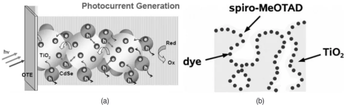 Fig. 1. Schematic diagram of CdSe sensitized solar cell, and spiro-MeOTAD as hole conuctor