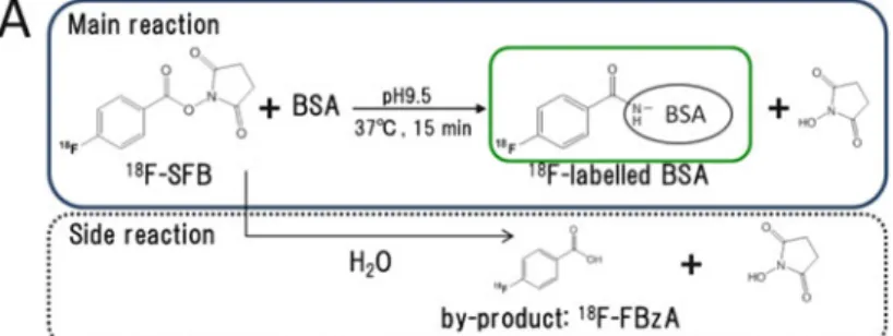 Fig. 8.3 (a) Synthesis of 18 F-labeled BSA by N-succinimidyl-4- 18 F fluorobenzoate ( 18 F-SFB)
