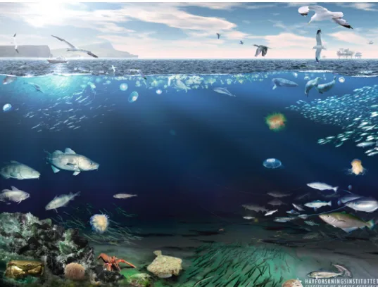 Fig. 8.1 Artist ’ s view of the ecosystem of the coastal northern North Sea. Artwork by Arild S æ ther commissioned by the Institute of Marine Research, Norway