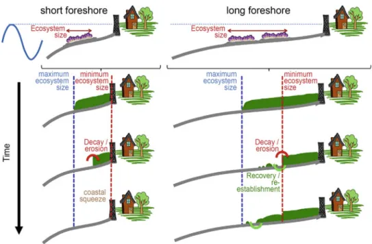 Fig. 9.18 Schematic illustration of the relation between foreshore dimensions and the maximum and minimum widths of an intertidal ecosystem with wave-attenuating aboveground (epibenthic) structures.