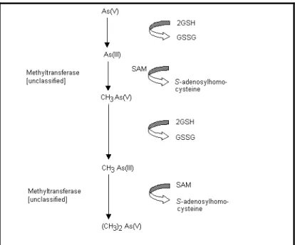 Hình 2.1. Sự methyl hóa arsenic bởi tế bào động vật có vú trong cơ chế giảm độc arsenic của tế  bào