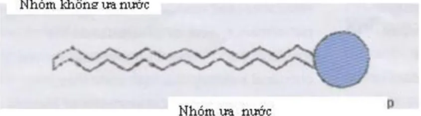 Hình 1.1 Dạng phân tử của chất hoạt động bề mặt 