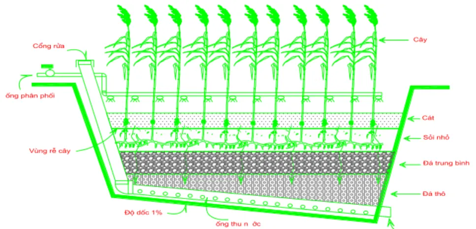 Hình 1.3. Sơ đồ nguyên tắc hoạt động của bãi lọc trồng cây dòng chảy đứng  1.5. Giới thiệu về cây sậy[11] 