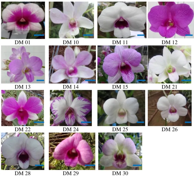 Hình 2.3. Kiểu hình hoa của 15 giống Dendrobium mini bố mẹ  được sử dụng để lai tạo