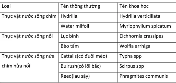 Bảng 1.3:  Một số thực vật nước phổ biến (Chongrak Polprasert, 1997) 