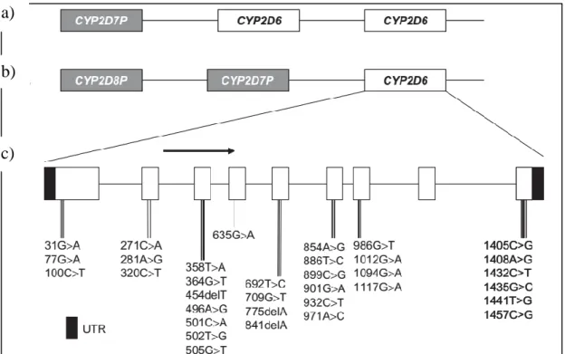 Hình 5. Cụm gen CYP2D ở người và các SNPs phổ biến trên CYP2D6. (a) Đa hình tăng số bản sao của CYP2D6  (2-13 bản sao), (b) Locus CYP2D6, (c) Các SNPs và in/del đã được công bố của CYP2D6