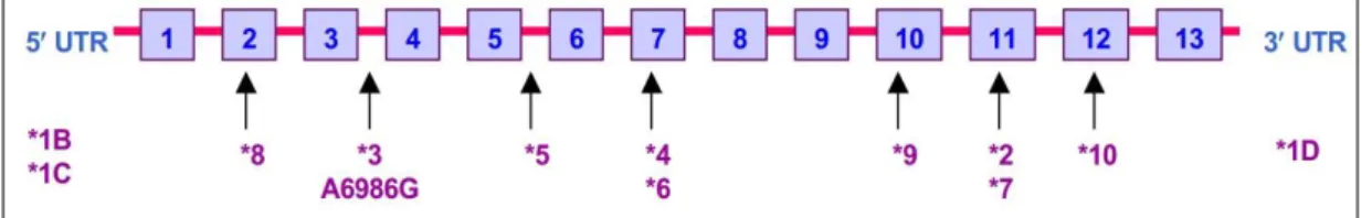 Hình 5. Phân bố của các biến thể trên gen CYP3A5. Gen CYP3A5 gồm 13 exon, hiện nay có tổng số 10 allele  của gen này được báo cáo trong cơ sở dữ liệu PharmVar