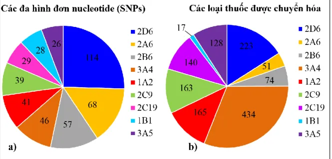 Hình 2. Đa dạng di truyền của các gen CYP450 và vai trò trong chuyển hóa thuốc. (a) Số lượng đa hình đơn  nucleotide (SNPs) trong một số gen CYP450, (b) Số lượng thuốc được chuyển hóa bởi các CYP450 (Preissner  et al., 2013)