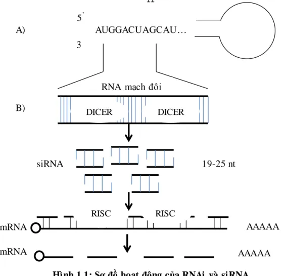Hình 1.1: Sơ đồ hoạt động của RNAi  và  siRNA 