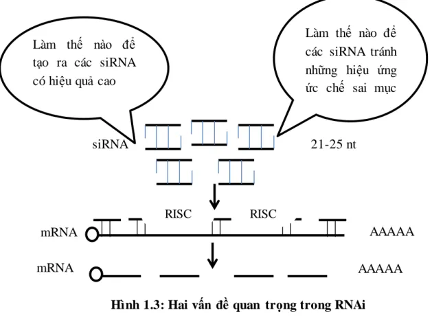 Hình 1.3: Hai vấn  đề quan  trọng trong RNAi  Tránh  tác động hiệu ứng ức chế sai mục tiêu của siRNA 