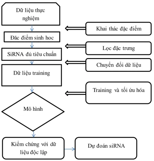 Hình 3.1: Quy  trình xây  dựng  mô hình dự  đoán  khả  năng  ức chế của siRNA  Trong  quá  trình  nghiên  cứu  về  việc  xây  dựng  mô  hình  dự  báo  hiệu  quả  ức  chế  của  siRNA