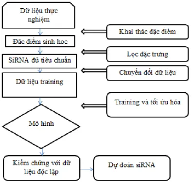 Hình 3.1: Quy trình xây dựng mô hình dự đoán khả năng ức chế của  siRNA 