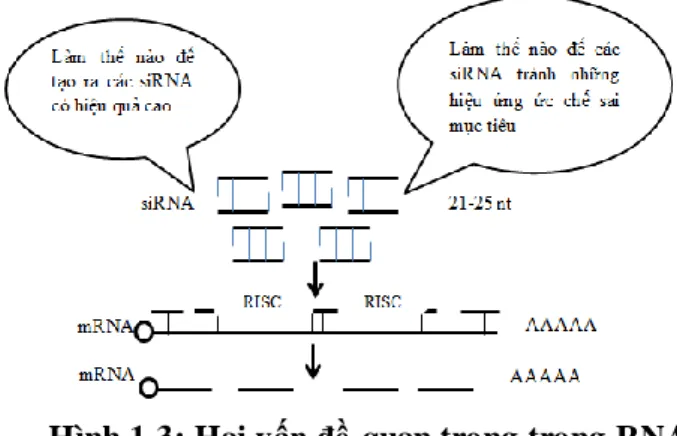 Hình 1.3: Hai vấn đề quan trọng trong RNA  Tạo các siRNA hiệu quả cao 