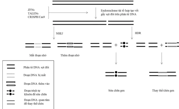 Hình 3. Sơ lược cơ chế hoạt động của ZNF-TALEN-CRISPR/Cas9.