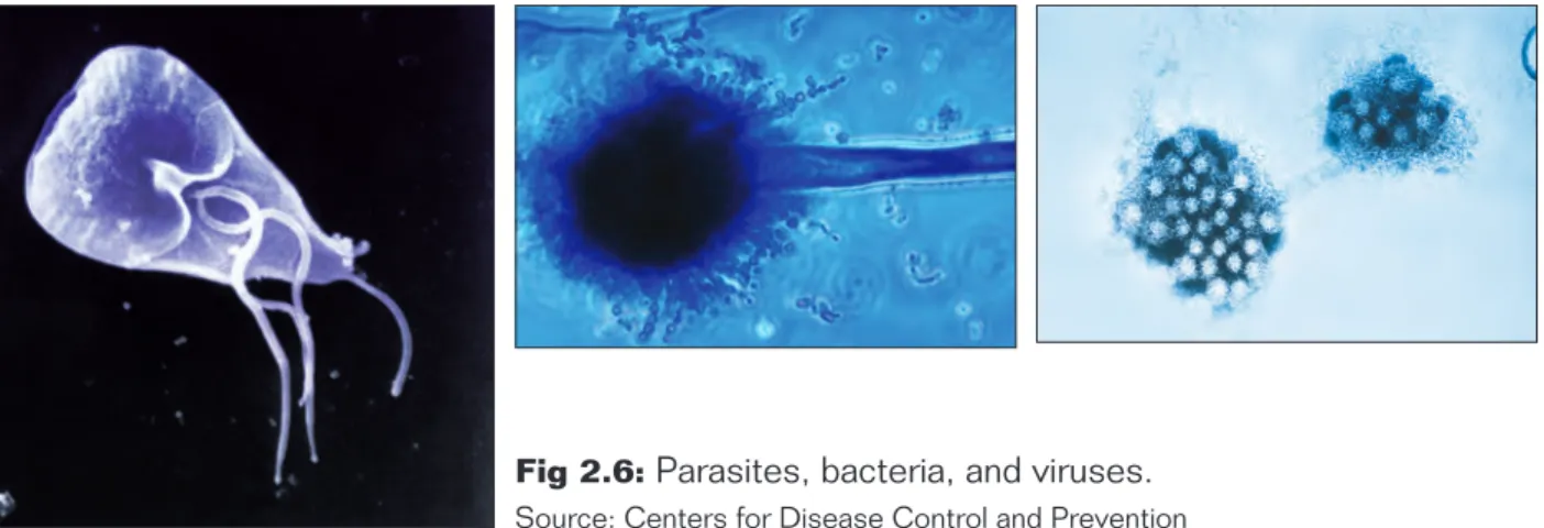 Fig 2.6:  Parasites, bacteria, and viruses.