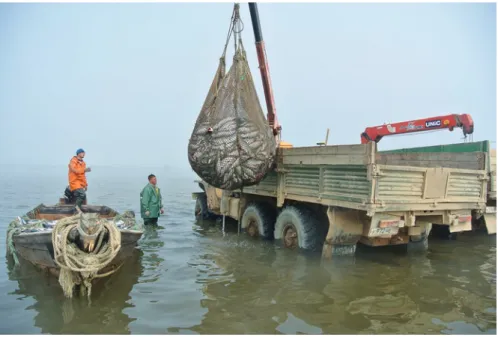Fig. 13.1  Loading of pink salmon in the Northern Sakhalin Island (Photo by D. Lajus)