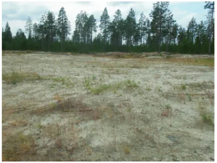 Fig. 3.3a  The first stage of the vegetation in recovering quarry, i.e. “ecological chaos”