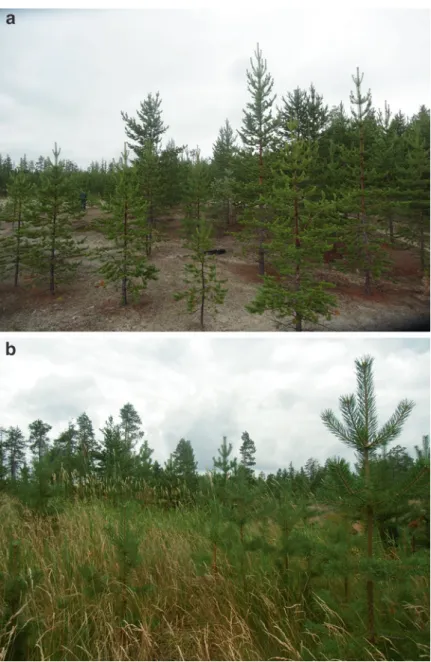 Fig. 3.6  Restoration results: effective pine cultures (Pinus sylvestris L. subsp. lapponica (Fries ex  Hartm.) Hartm