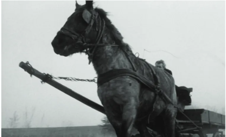 Fig. 1. Film still from Béla Tarr, A Torinói Ló (The Turin Horse) (Másképp  Alapítvány Cirko Films, 2011).
