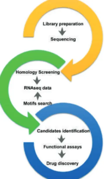 Figure 1. Pipeline for in silico bio-prospecting and candidate toxins identiﬁcation. This includes library preparation, RNA deep sequencing, data analyses by motif and/or homology screening, and recovery of matching sequences, expression and subsequent fun