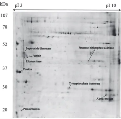 Figure 2. Two-dimensional gel electrophoresis and identiﬁcation of soluble proteins from the whole-body aqueous extract of Bunodactis verrucosa