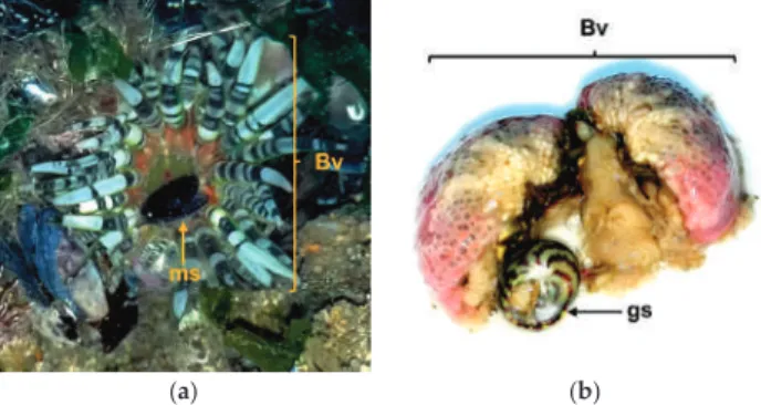 Figure 6. Evidence found relating the Bunodactis verrucosa (Bv) feeding on mollusks: (a) Specimen of B.