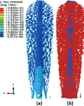 Figure 17. Hard cartilage of paddleﬁsh rostrum. (a) Maximum principal stress obtained from ﬁnite element analysis